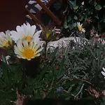 Casamg